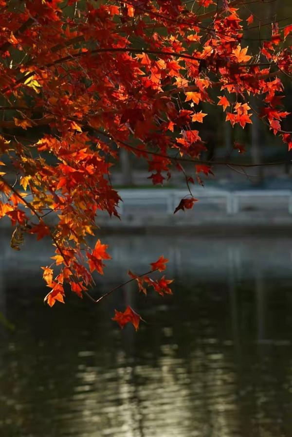 枝枝搖浪， 漠漠蘆花綻放在陶然亭湖畔