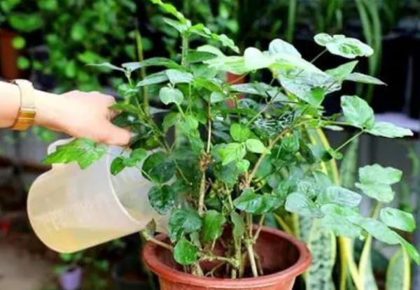 養茉莉，冬天做好4件事，開春新枝長得旺，多開花