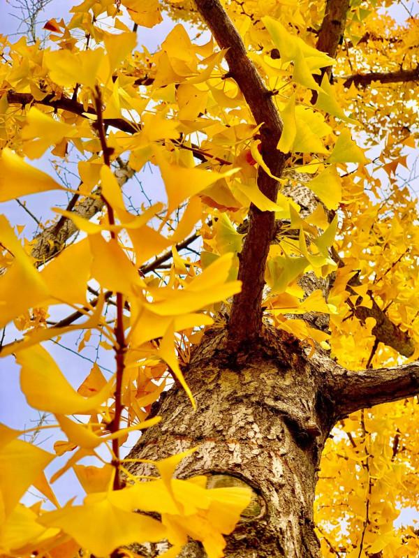 西高新絲路科學城國際社群,絕美風景,秋日勝春朝 西高新絲路科學城國際社群,絕美風景,秋日勝春朝