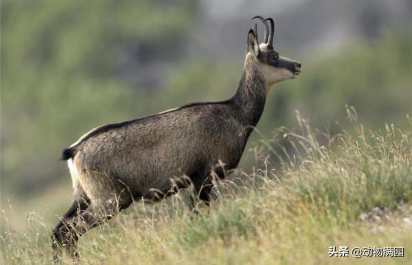 物種百科：臆羚