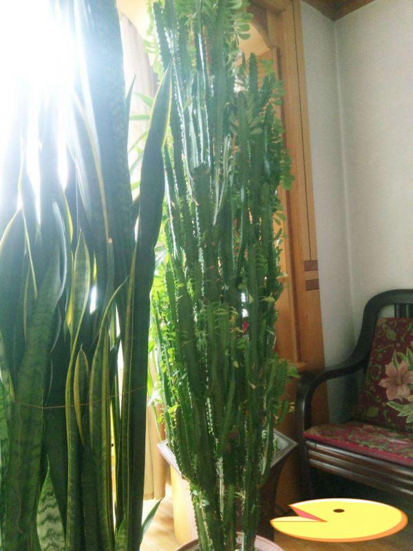 客廳養花講究大，要養就養&OpenCurlyDoubleQuote;鎮宅花&rdquo;，分享5種，養人吉利又好養