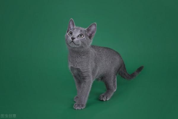 這幾種貓就是“白眼狼”,別指望它報恩,不報仇都不錯了 這幾種貓就是“白眼狼”,別指望它報恩,不報仇都不錯了