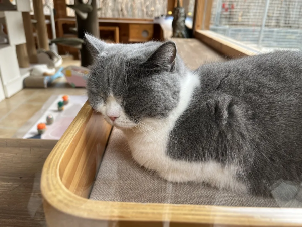 小貓咪也怕被“搶飯碗”嗎? 小貓咪也怕被“搶飯碗”嗎?