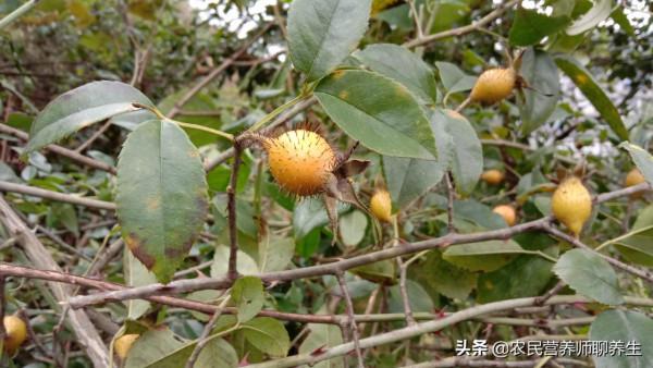 別再用金櫻子泡酒啦!用它煮雞蛋,男女同補解煩惱 別再用金櫻子泡酒啦!用它煮雞蛋,男女同補解煩惱