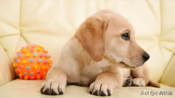 最“護主”的六種狗狗,保護主人已經是第一職責,真讓人欣慰 最“護主”的六種狗狗,保護主人已經是第一職責,真讓人欣慰