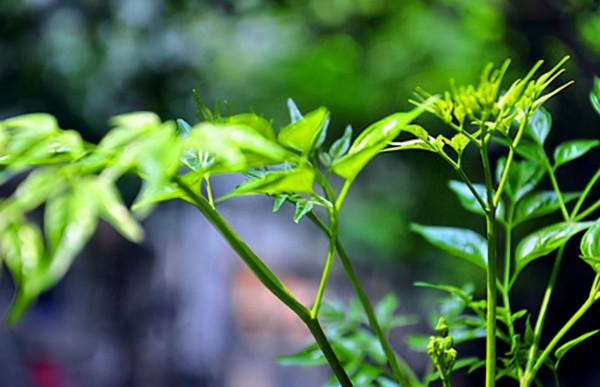 俗語“堂屋擺四花，美觀又發家”啥意思？哪四種花適合放在客廳？