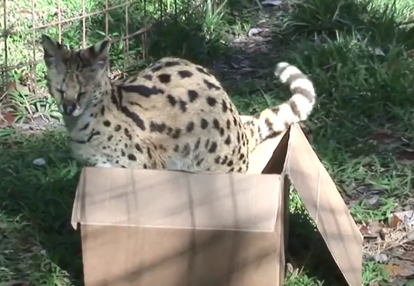 貓咪喜歡紙箱,那大貓呢?8種大型貓科動物實測,結果太可愛 貓咪喜歡紙箱,那大貓呢?8種大型貓科動物實測,結果太可愛