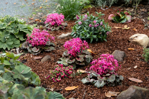 瑞虎迎春，虎耳招財！翩翩起舞的小精靈，輕鬆開成夢幻花毯