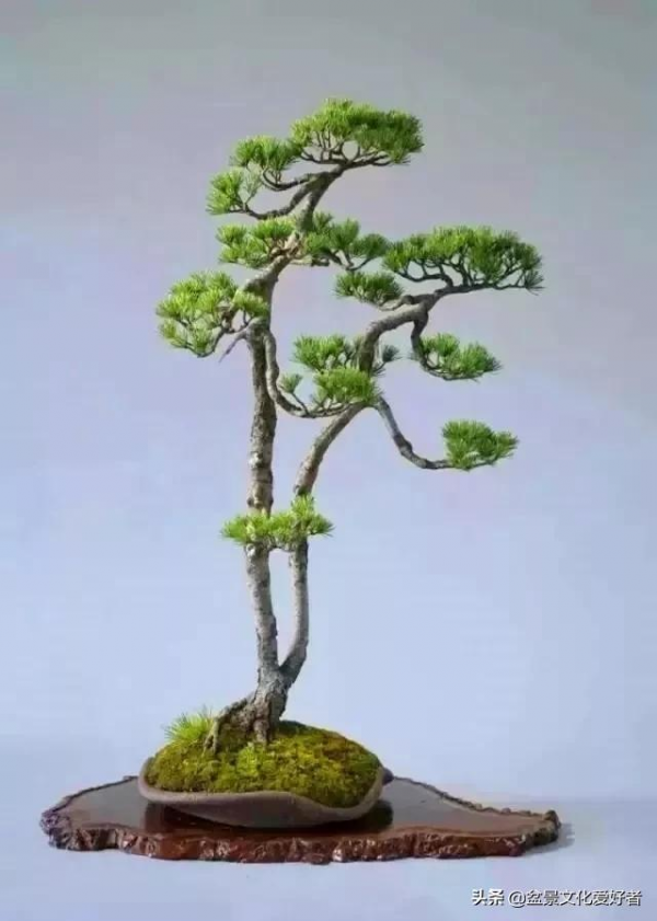 最美的文人盆景，妙不可言