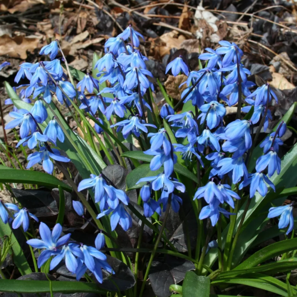 球根種植正當時，這4款稀有球根植物，多年生、復花性