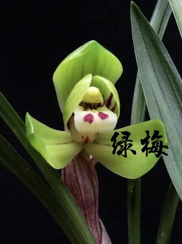 為什麼很多人養花養不活