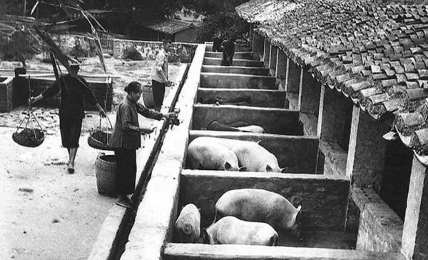 毛主席提升豬的地位至“六畜”之首：一定要做到可以“有豬吃”