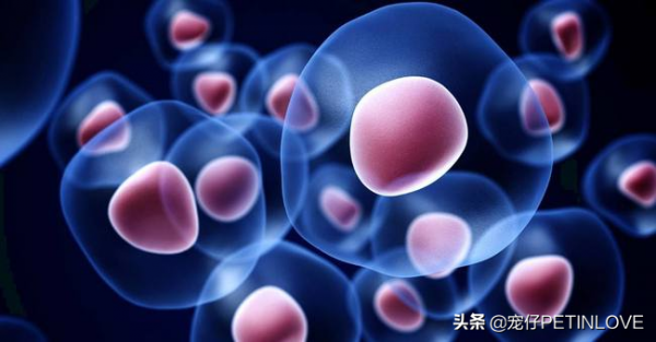 脂肪酸對犬貓有什麼重要作用？