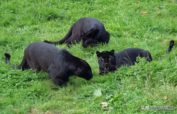 物種百科：黑豹
