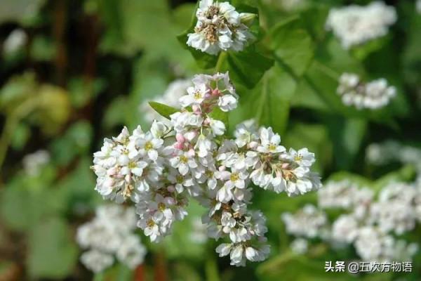 盤點那些原產中國的糧食作物