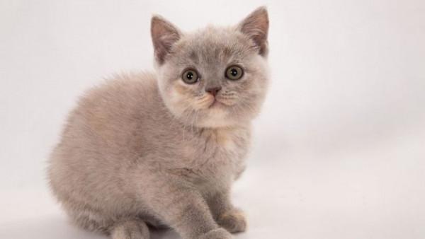 品種溯源識別系列之:英國短毛貓 品種溯源識別系列之:英國短毛貓