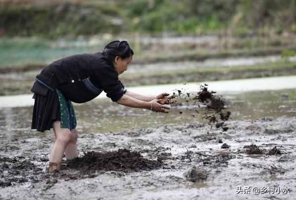 豬糞、牛糞、羊糞、雞糞,哪種“糞”肥效好?3分鐘看明白 豬糞、牛糞、羊糞、雞糞,哪種“糞”肥效好?3分鐘看明白