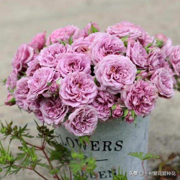 一年四季種啥花，推薦這56種花，詳細特點，讓你買到更適合自己的