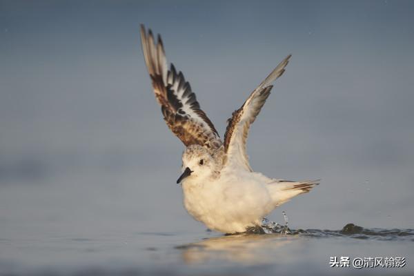 觀鳥小知識：世界上分佈最廣的鳥