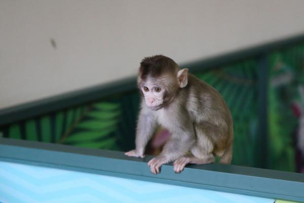 1只10萬！西方媒體炒作中國用實驗猴卡美國“脖子”，它有多難養?