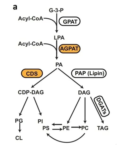 研究揭示Cds2調節線粒體磷脂含量和線粒體功能影響非酒精性肝炎NASH快速發生 研究揭示Cds2調節線粒體磷脂含量和線粒體功能影響非酒精性肝炎NASH快速發生