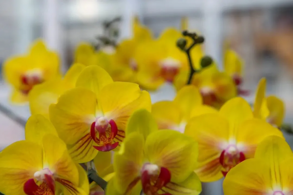 我們的節日 &vert; 給你的年味錦上添&OpenCurlyDoubleQuote;花&rdquo;！