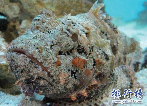 你知道 海洋中毒性最大的10種生物