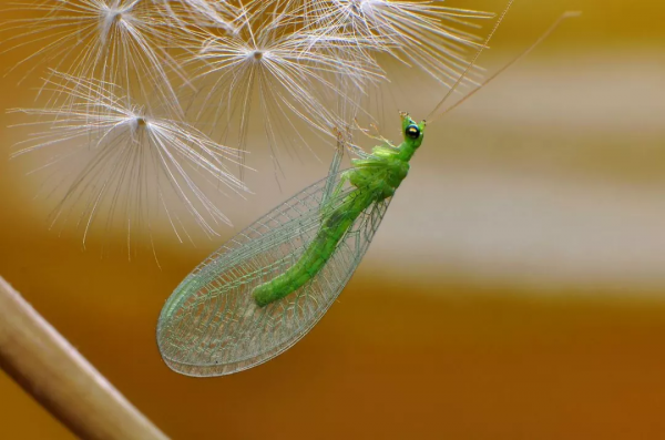 神奇殺手！年幼時奇醜無比、兇猛如獅！長大後美若天仙、人見人愛