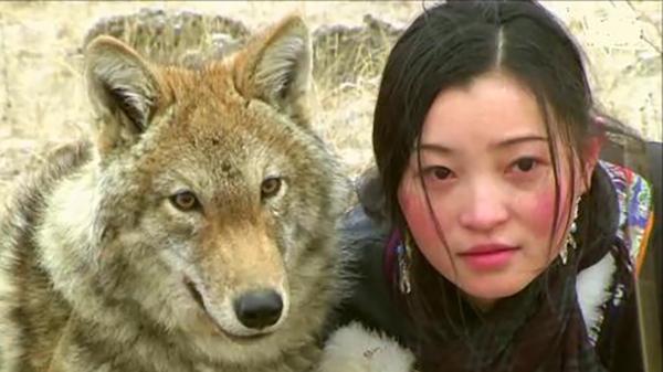 李微漪&quot;中國第一狼女&quot;：十年前賣房救狼養狼，十年後與狼再次相逢