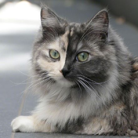 同時擁有兩隻喵喵！雙面貓Geri走紅：別樣精緻可愛