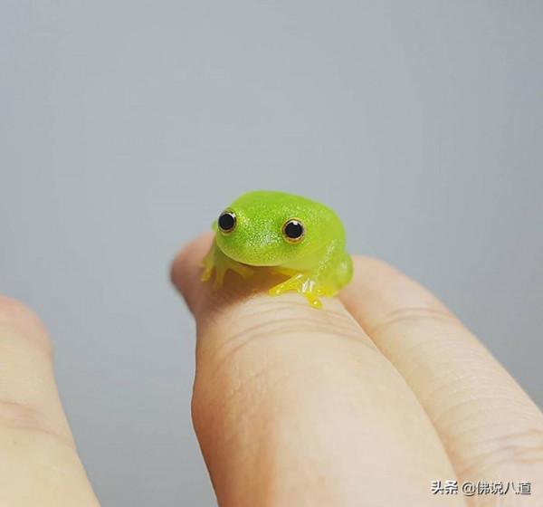 又想騙我養只萌寵：被惹毛的鱷魚，好凶