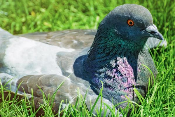 沒想到！小鴿子竟然這麼聰明