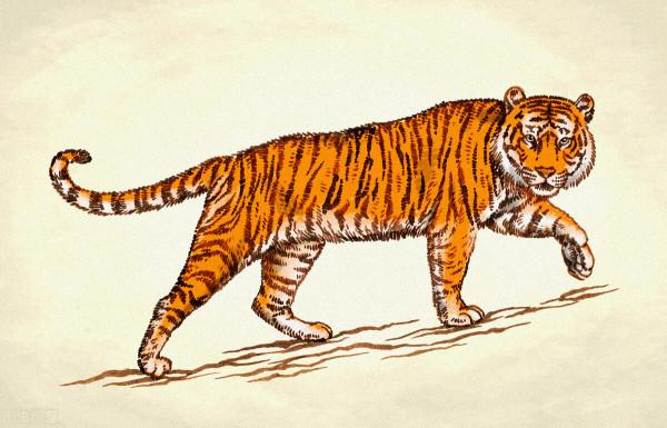 虎年將至,你應該知道這10條關於“虎”的小知識 虎年將至,你應該知道這10條關於“虎”的小知識