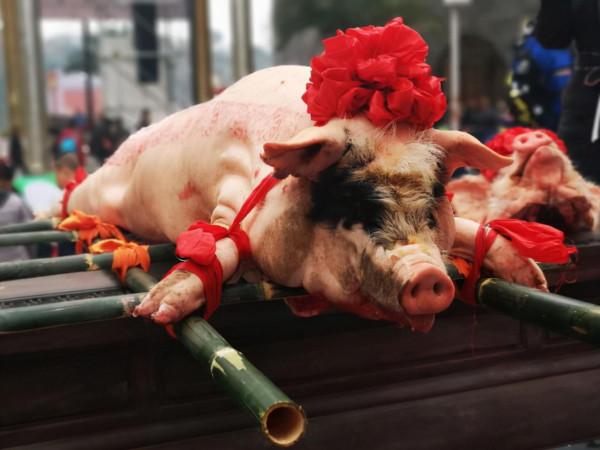 網友問：農民還可以自己殺年豬嗎？《生豬屠宰管理條例》給出答案