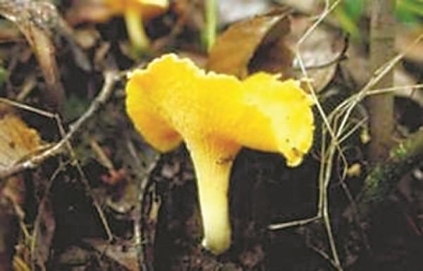 雲南名菌——雞油菌