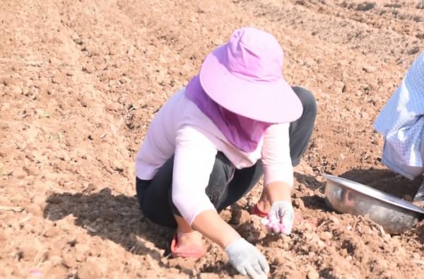 3種蔬菜，現在種正適合，種植方法是關鍵，出苗多，產量高