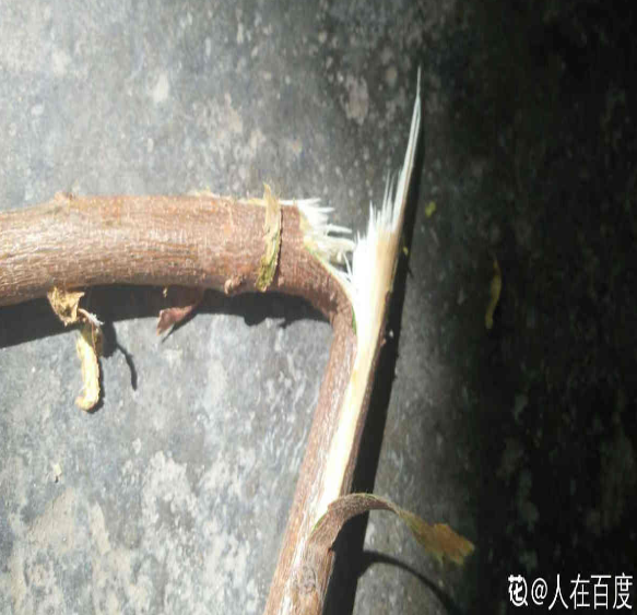 桃樹扦插總不活,掌握3個要點,扦插比嫁接生長更迅速 桃樹扦插總不活,掌握3個要點,扦插比嫁接生長更迅速