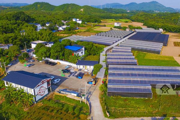 廣西這一“王牌”小鎮，坐擁工業企業132家，被評為“副縣級鎮”