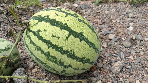 “戈壁西瓜”時代終結?一茬過後留下一灘碎石,區域性地區已禁種 “戈壁西瓜”時代終結?一茬過後留下一灘碎石,區域性地區已禁種