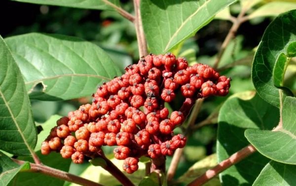 重陽佳節話茱萸 重陽佳節話茱萸