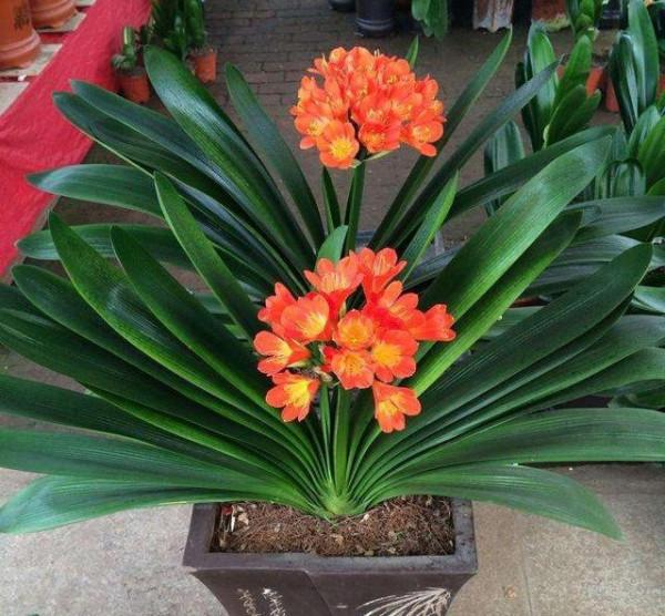 7種“漂亮花”紅火又吉利,冬天養一盆,花期在春節,旺財旺事業 7種“漂亮花”紅火又吉利,冬天養一盆,花期在春節,旺財旺事業