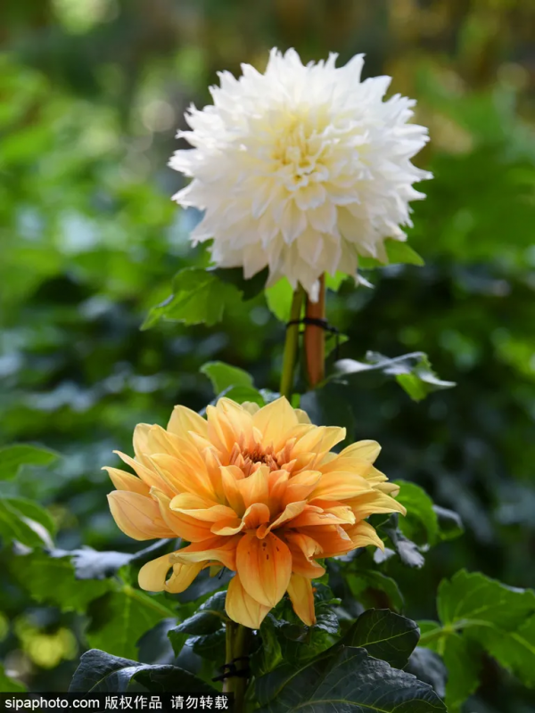 這幾個公園“上新”了，有菊花、蘭花、南瓜、石榴、山楂…