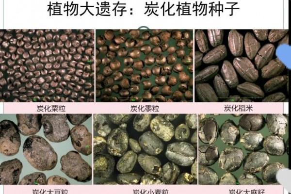 仰韶文化揭秘之十四:小米養活大仰韶人 仰韶文化揭秘之十四:小米養活大仰韶人