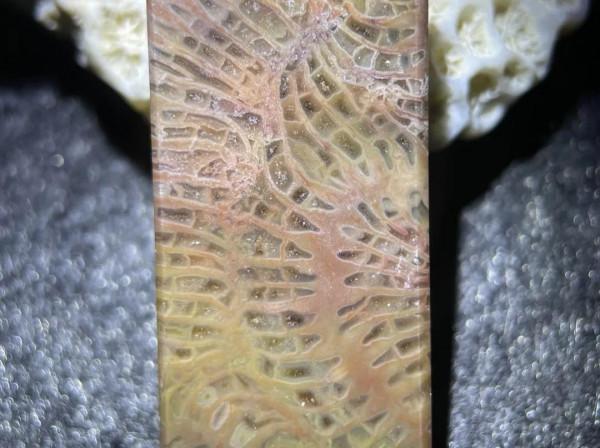 帶你認識珊瑚玉的十種花型‖密恐慎入 帶你認識珊瑚玉的十種花型‖密恐慎入