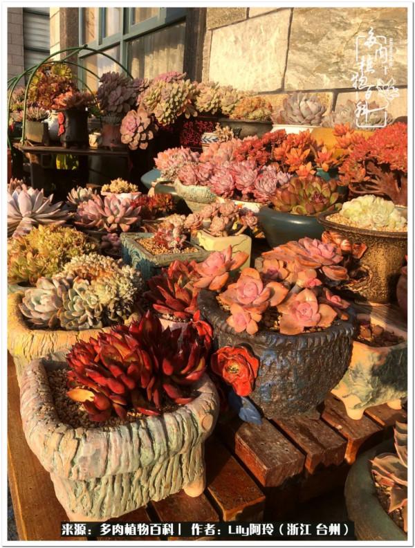 多肉是一個人的狂歡，小城多肉花壇準備出道啦