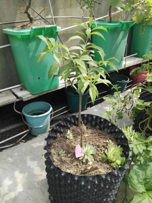 蜂糖李，北方樓頂值得種