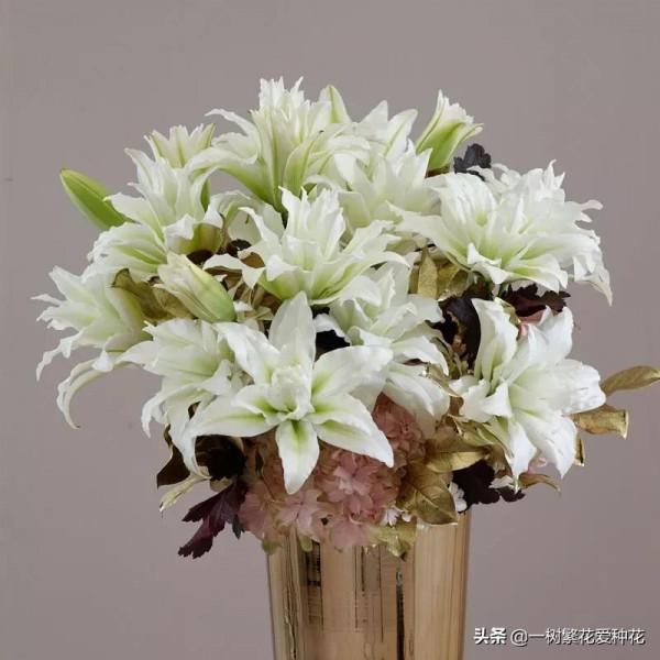 秋天買什麼花？這20種花建議選幾個，好看又好養，秋天買沒錯