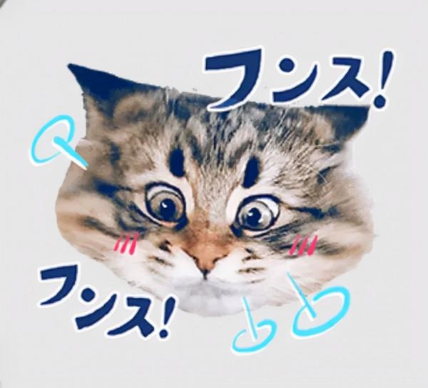 被10萬人圍觀的貓咪表情帝，堪稱貓界的楊迪，連日常都是戲