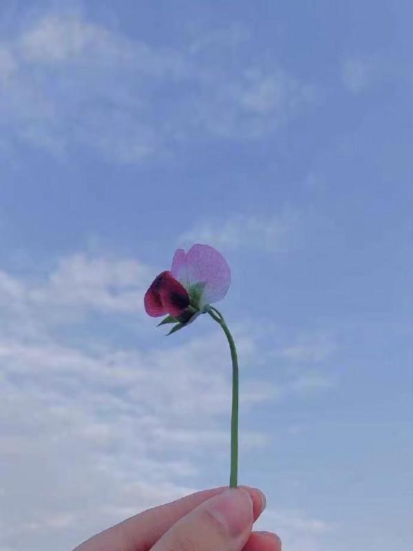 可以沒有愛情，但不可以沒有友情的星座