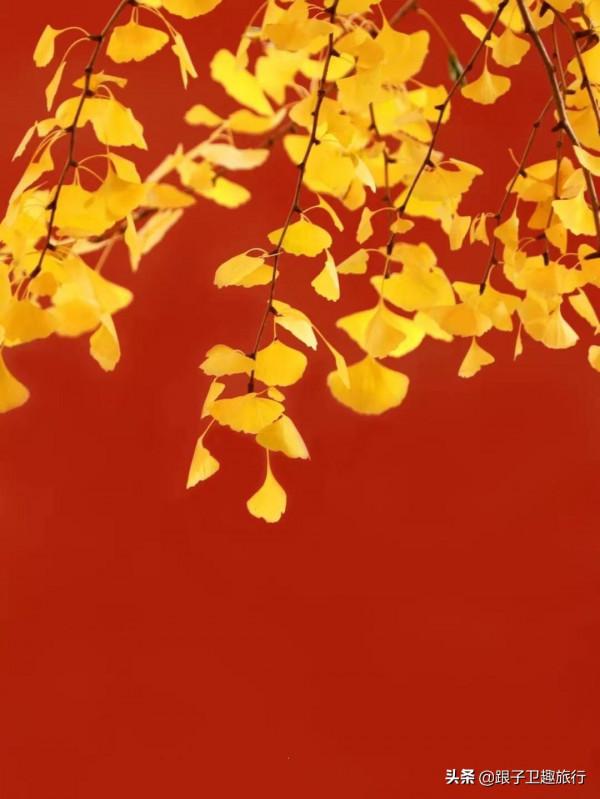 北京故宮醉人秋色:6個銀杏拍攝點,拍出這一季的美輪美奐 北京故宮醉人秋色:6個銀杏拍攝點,拍出這一季的美輪美奐